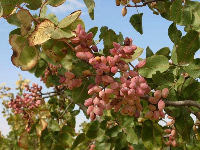 Fruto de pistacho